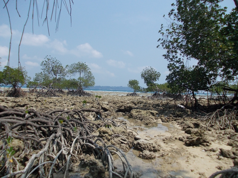 Coral Beach in Andaman